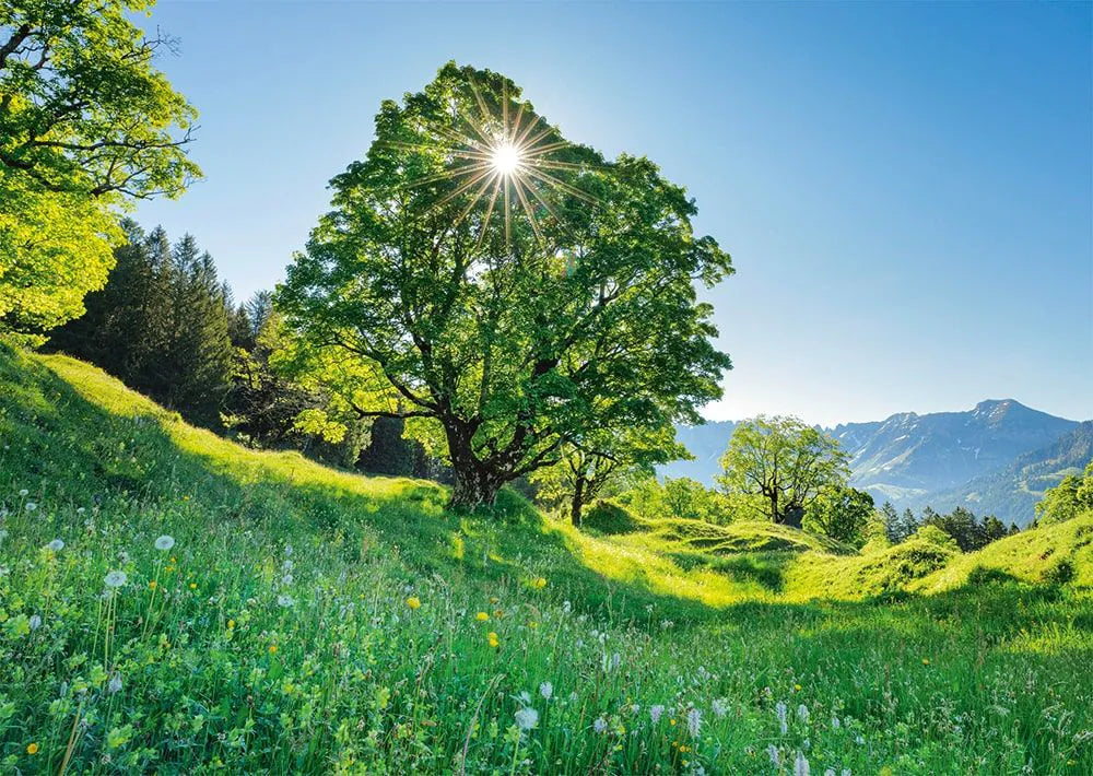 Berg-Ahorn im Sonnenlicht - St. Gallen, Schweiz | Puzzle 1000T