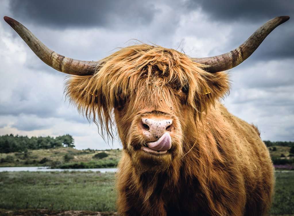 Puzzle - Highland Cattle 300 Teile